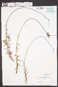 Helianthemum rosmarinifolium image