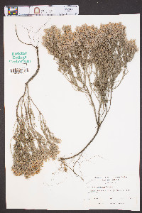 Hudsonia tomentosa image