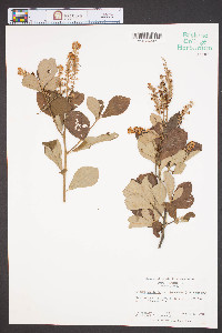 Clethra alnifolia var. tomentosa image