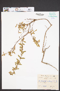 Hypericum crux-andreae image