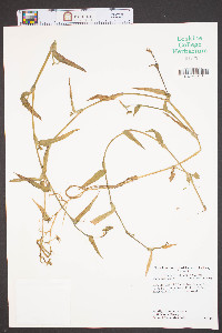 Murdannia keisak image