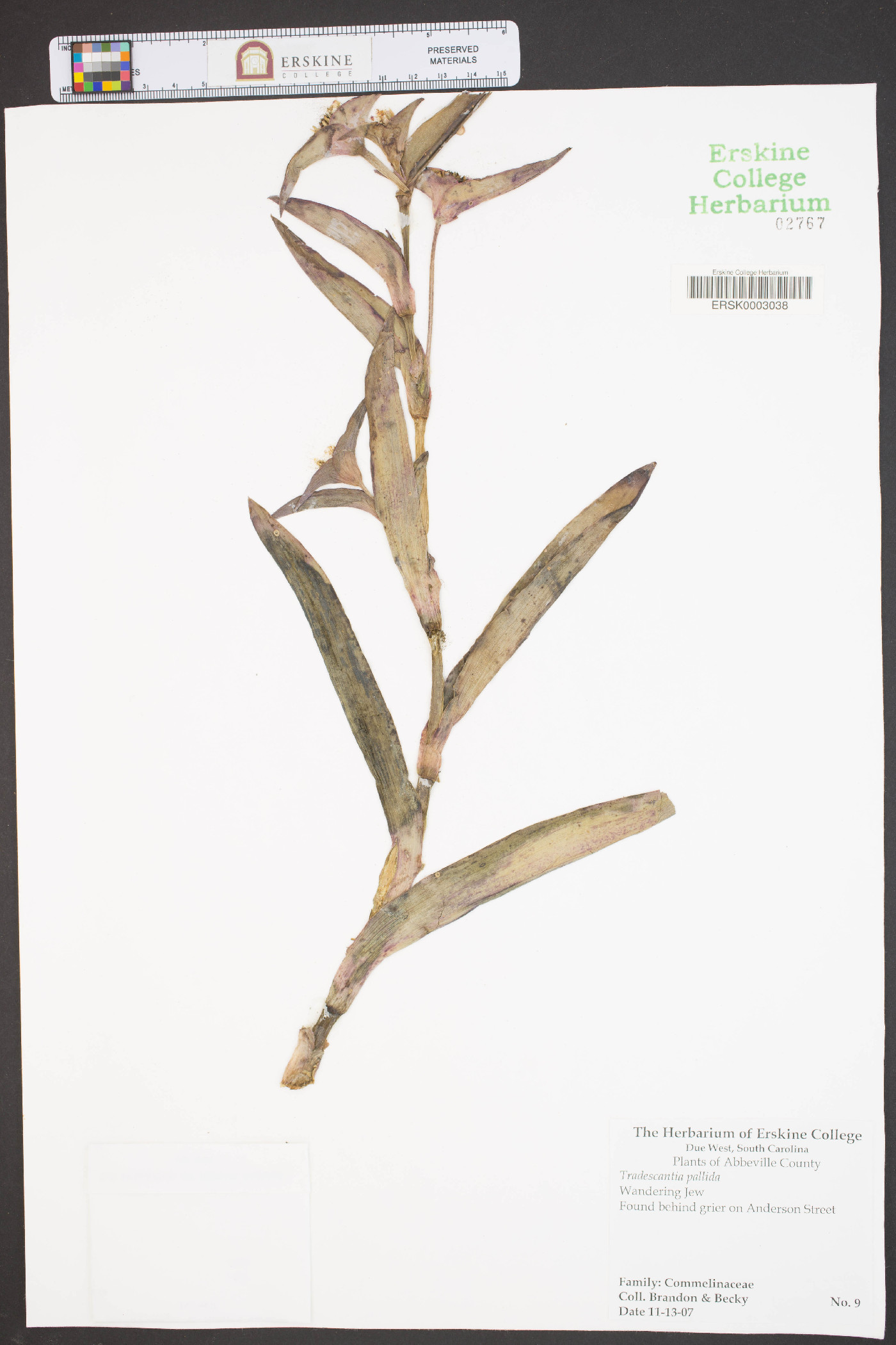 Tradescantia pallida image