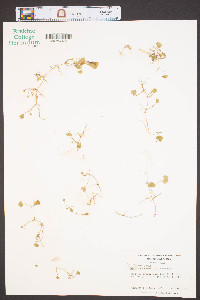 Dichondra carolinensis image