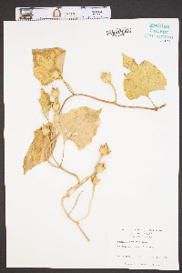 Ipomoea macrorhiza image