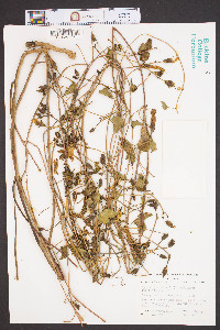 Ipomoea pandurata image