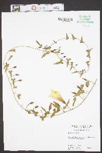 Ipomoea pandurata image