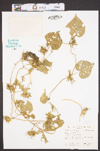 Ipomoea purpurea image