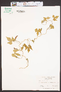 Ipomoea trichocarpa image
