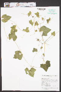 Melothria pendula image