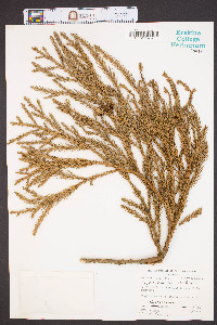 Cryptomeria japonica image