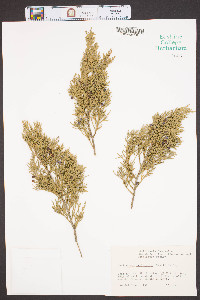 Juniperus silicicola image