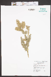 Sequoia sempervirens image