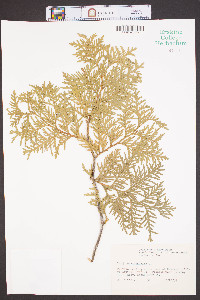 Thuja occidentalis image
