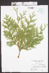 Thuja occidentalis image