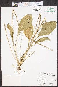 Plantago rugelii image