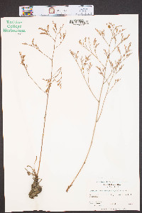 Limonium carolinianum image