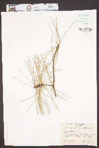 Pinus echinata image
