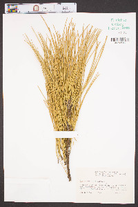 Pinus serotina image