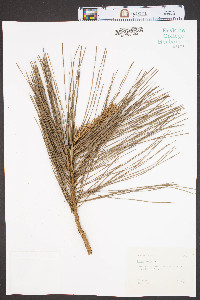Pinus taeda image