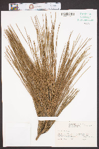 Pinus taeda image
