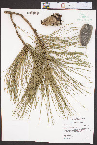Pinus taeda image