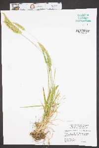 Anthoxanthum odoratum image