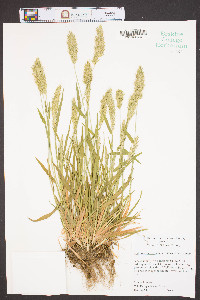 Anthoxanthum odoratum image