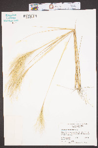 Aristida spiciformis image