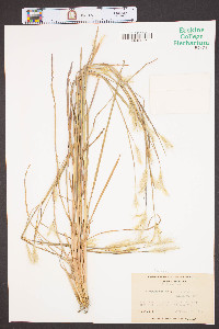 Andropogon ternarius image