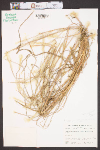 Andropogon ternarius image