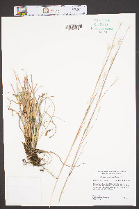Andropogon ternarius image