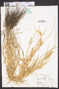 Urochloa platyphylla image