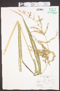 Echinochloa muricata var. microstachya image