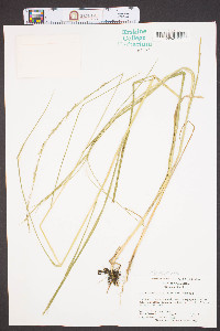 Glyceria melicaria image