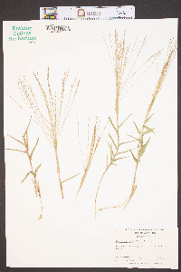 Gymnopogon brevifolius image