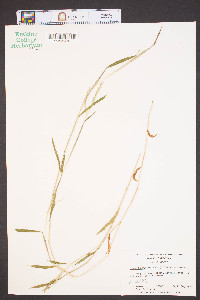 Microstegium vimineum image