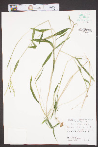 Microstegium vimineum image