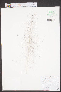 Muhlenbergia capillaris image