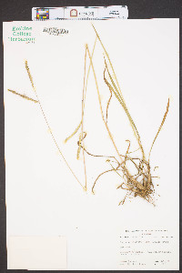 Paspalum dilatatum image