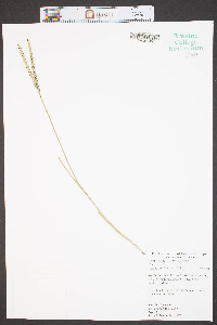 Paspalum dilatatum image