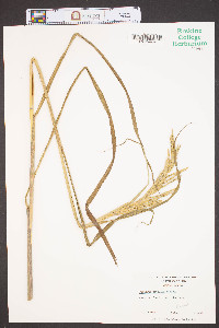 Paspalum urvillei image