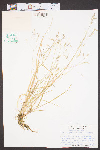 Poa cuspidata image
