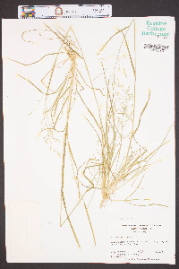 Poa sylvestris image