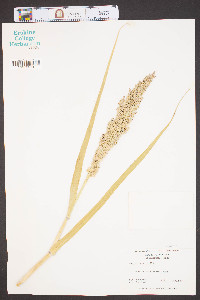 Panicum amarum image