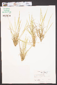 Panicum depauperatum image