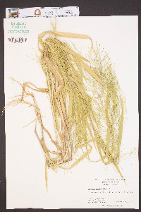 Panicum gattingeri image