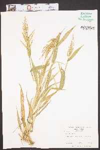 Panicum ramosum image
