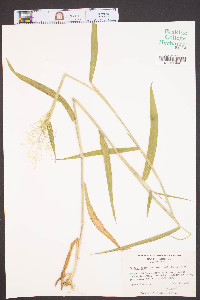 Dichanthelium scribnerianum image