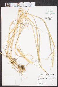 Setaria faberi image