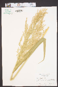 Sorghum bicolor image